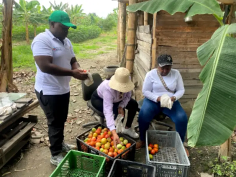 135 jóvenes dejan la violencia en Puerto Tejada y lideran proyectos agrícolas exitosos