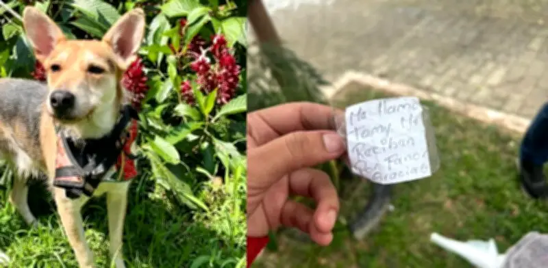 Abandonan a perro criollo Tomy con nota desgarradora en parque de Medellín