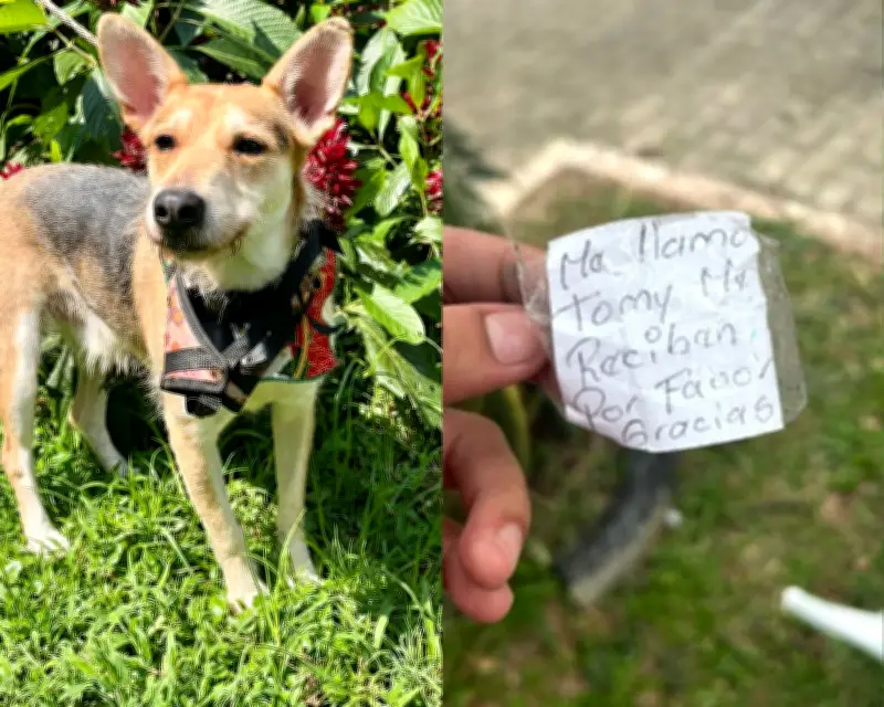 Abandono de perro en Medellín genera indignación; Tomy ya está a salvo en centro de bienestar