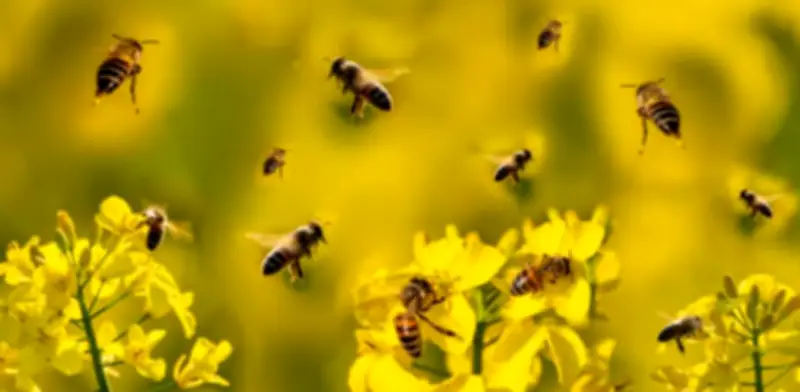 Abejas reconocidas como sujetos de derecho en Perú: un precedente legal que impacta a América Latina