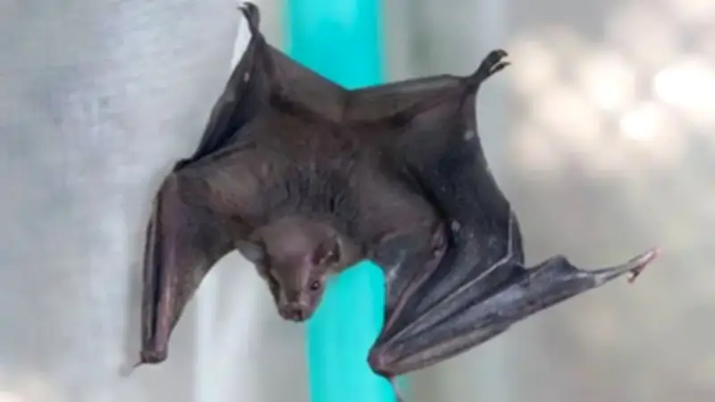 Alarma en Cali por murciélagos volando de día: Dagma responde sobre riesgo de rabia