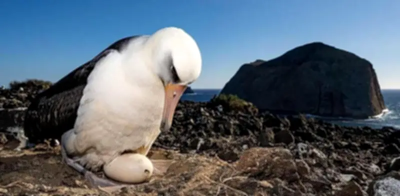 Albatros de Galápagos recorre 5.000 km hasta California en misterioso viaje
