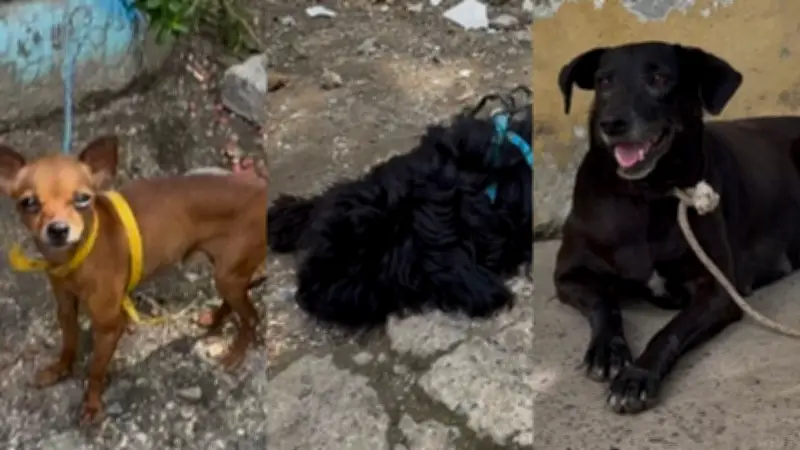 Albergue de animales en Montería: ingenio y solidaridad en medio de la tragedia invernal