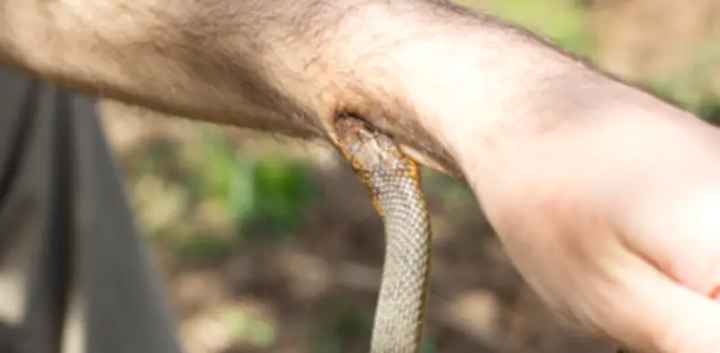 Alerta en Colombia por aumento de mordeduras de serpiente: INS reporta 436 casos en solo 34 días