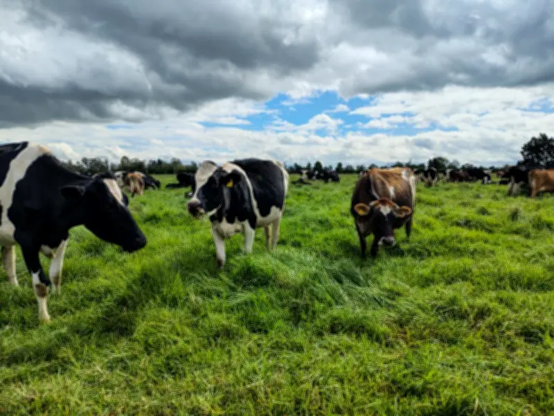 Alpina se consolida como la segunda empresa más reputada en sostenibilidad según Merco ESG