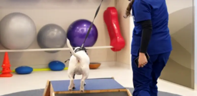 Antioquia inaugura el primer centro de medicina deportiva y rehabilitación para mascotas en Colombia