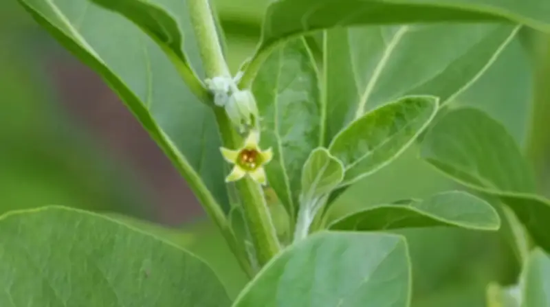 Ashwagandha: La Planta Milenaria India que Conquista el Mundo del Bienestar Moderno