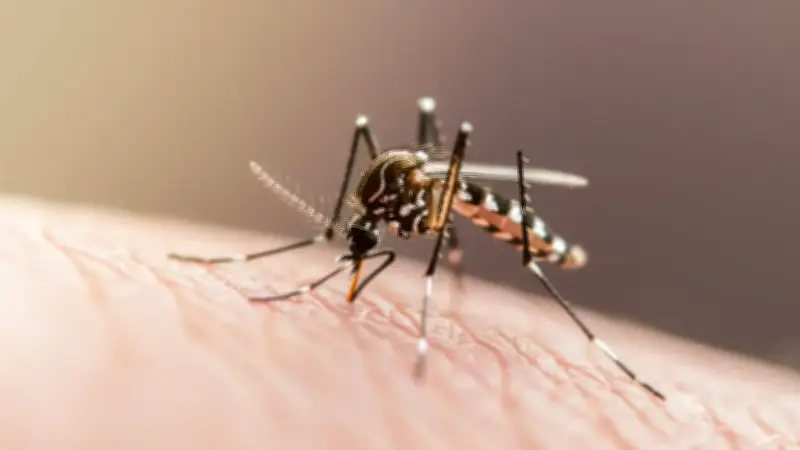 Atlántico en alerta por más de 550 casos de dengue en 2026; inicia vacunación infantil