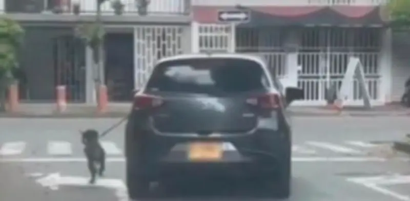 Autoridades investigan presunto maltrato animal en Cali: perro obligado a correr desde un vehículo