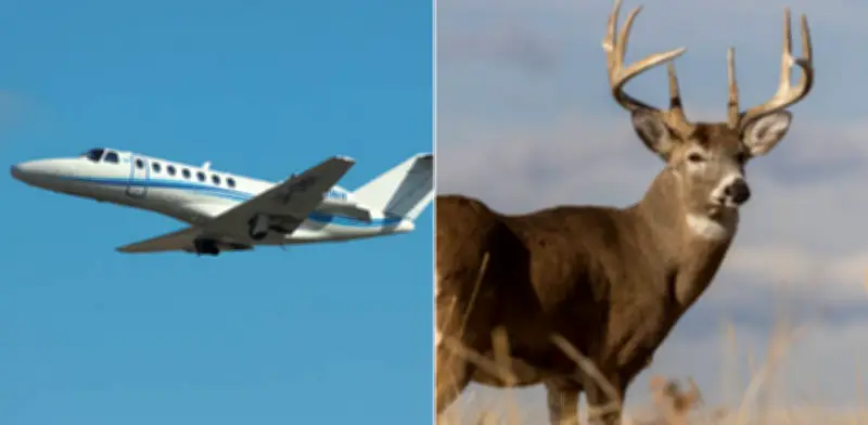 Avión privado ejecuta aterrizaje forzoso en Florida tras colisionar con ciervos en pista