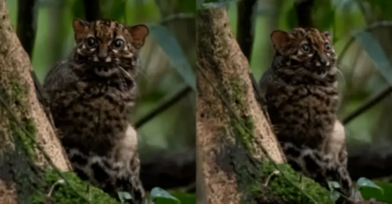 Avistamiento inusual del gato mármol en Asia sorprende a la comunidad científica mundial