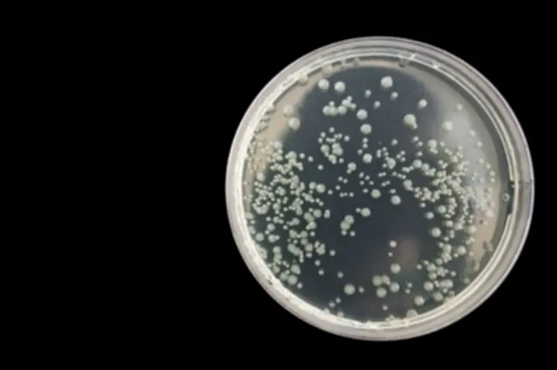 Bacteria de ielo de 5.000 años revela resistencia a antibióticos modernos