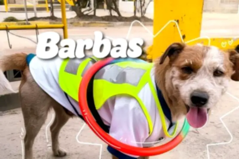 Barbas, el perro líder de pausas activas que alegra la Unidad de Mantenimiento Vial de Bogotá