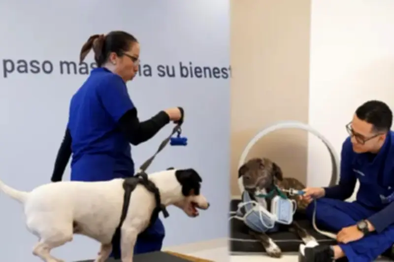 Bivett inaugura primer centro de medicina deportiva y rehabilitación para mascotas en Colombia