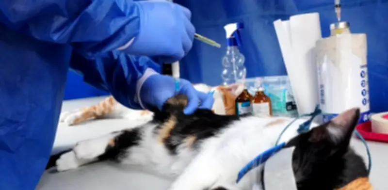 Bogotá abre 900 cupos gratuitos de esterilización para mascotas en Engativá