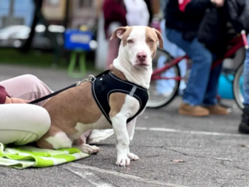Bogotá celebra San Valentín con jornadas gratuitas de atención y formación para animales