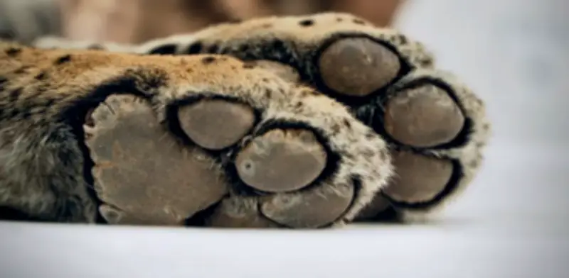 Bolivia prepara histórica liberación de jaguar rescatado de incendios amazónicos