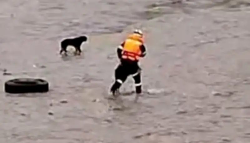 Bombero perdió la vida al intentar rescatar a un perro en el río Rímac de Perú