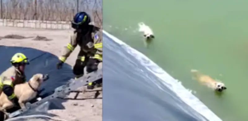 Bomberos de Chile rescatan a dos perros atrapados en el agua tras alerta ciudadana