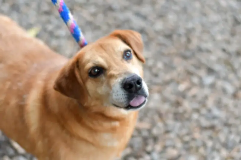 Brigada Veterinaria Gratuita en La Candelaria: Atención Integral para Mascotas