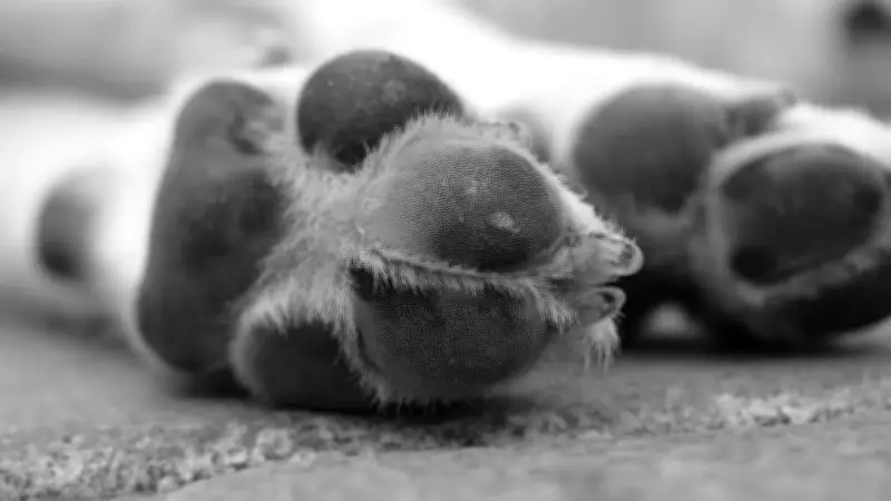 Brutal asesinato de perrita en Villavicencio: buscan al agresor captado en video