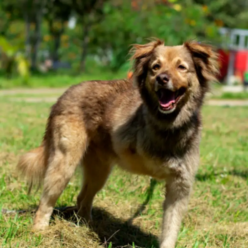 Bucaramanga ofrece jornada gratuita de adopción, vacunación y esterilización animal este domingo