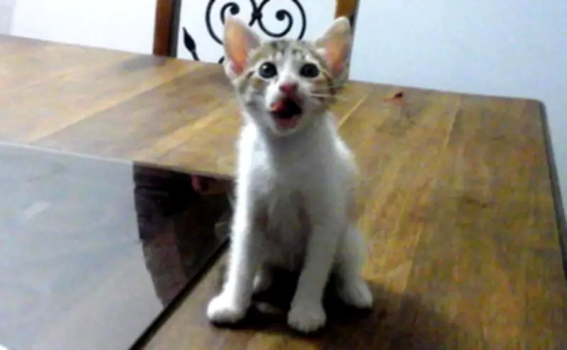 Bucaramanga organiza jornada de adopción para mascotas rescatadas del maltrato