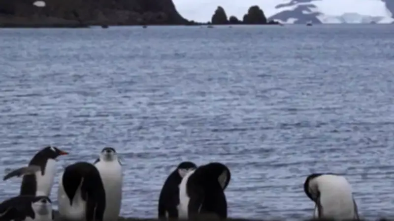 Buque ARC Simón Bolívar avanza hacia estrecho de Gerlache en misión antártica