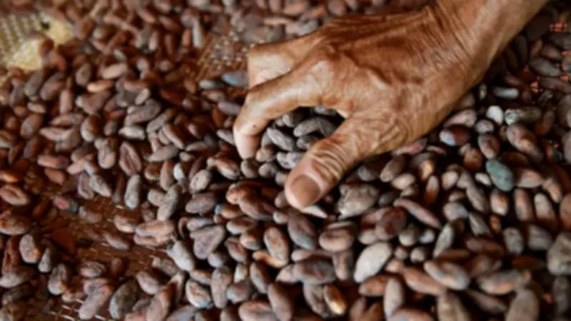 Cacao colombiano conquista Ámsterdam con respaldo de más de 25.000 familias campesinas