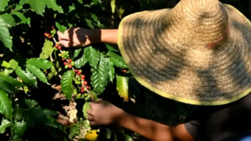 Café y agroalimentos impulsan récord histórico de exportaciones en Santander para 2025