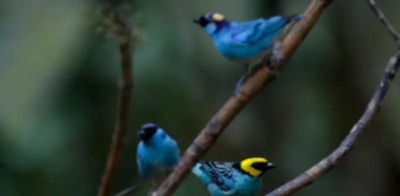 Cali brilla como epicentro del aviturismo con exitosa Colombia BirdFair 2026