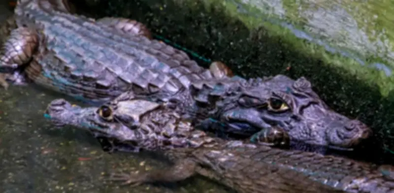 Cali devuelve babillas al Pacífico: operación silenciosa rescata cuatro ejemplares del humedal Ciudad Jardín