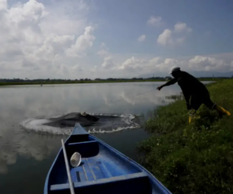 Camarón ecuatoriano supera al petróleo como principal producto de exportación en 2025