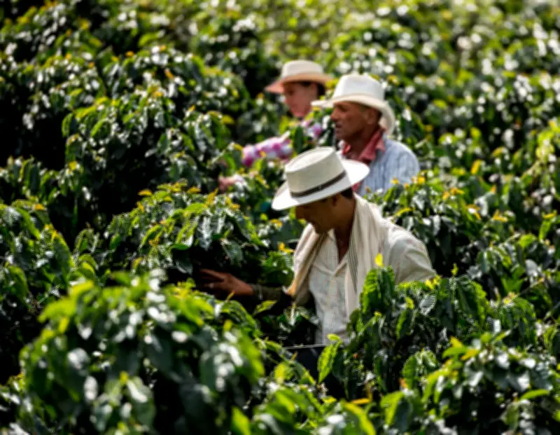 Cambio climático amenaza producción mundial de café: Colombia entre los más afectados