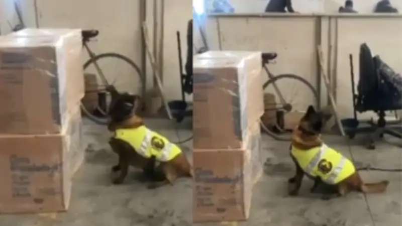Canina Candy detecta 57 kilos de marihuana en bodega de Mosquera, Cundinamarca