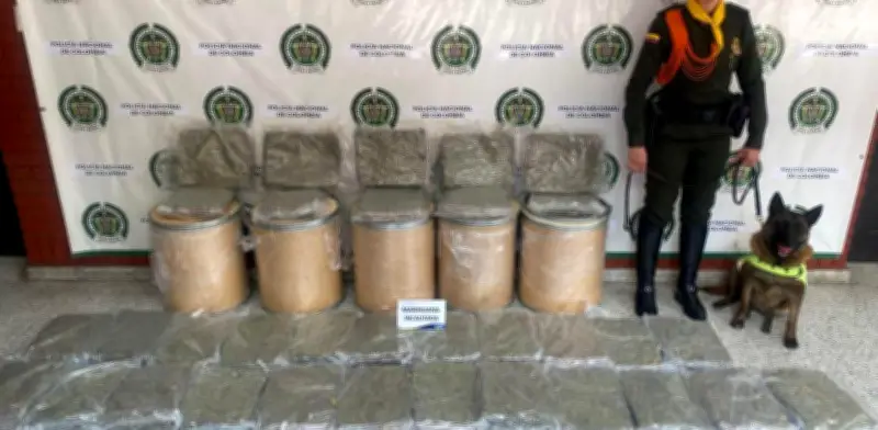 Canina 'Candy' frustra envío de marihuana de $100 millones en Mosquera con su olfato