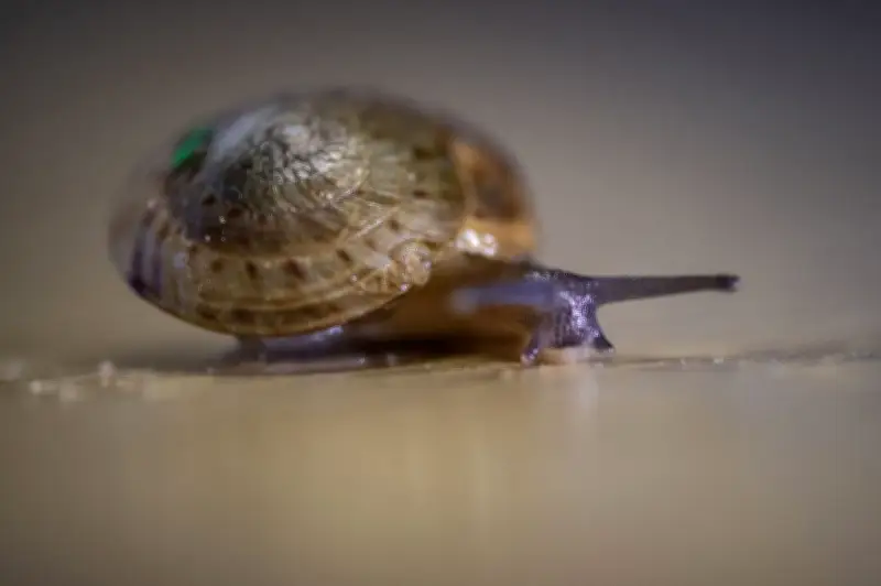 Caracol mayor de Bermudas, considerado extinto, es declarado fuera de peligro tras exitosa reintroducción