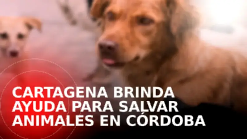 Cartagena despliega equipos veterinarios que rescatan más de 75 animales en inundaciones de Montería