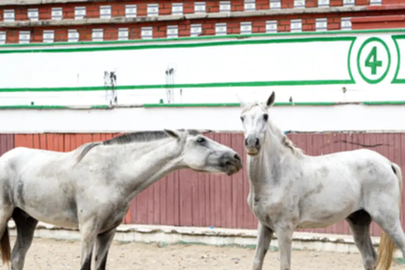 Cartagena jubila a sus caballos cocheros: tradición turística da paso a bienestar animal