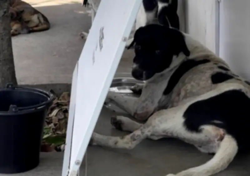 Casas de vallas recicladas para perros callejeros: innovación tailandesa