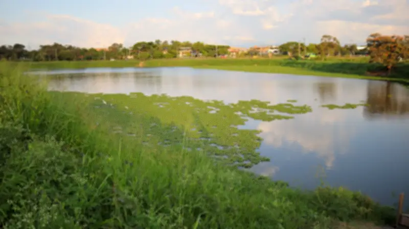 Charco Azul: De humedal abandonado a pulmón ambiental en el oriente de Cali