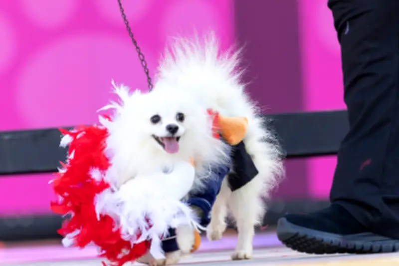 Cientos de perros disfrazados desfilan en el Carnaval de Río en defensa de los derechos animales