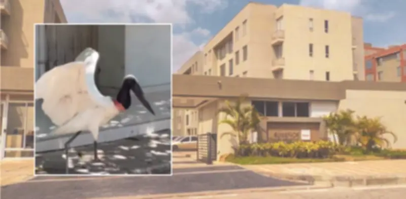 Cigüeña jabirú sorprende a Barranquilla con avistamiento en zonas residenciales urbanas