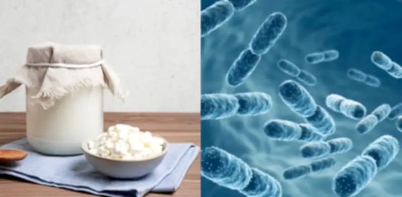 Cinco alimentos fermentados superan al kéfir en probióticos, según expertos internacionales