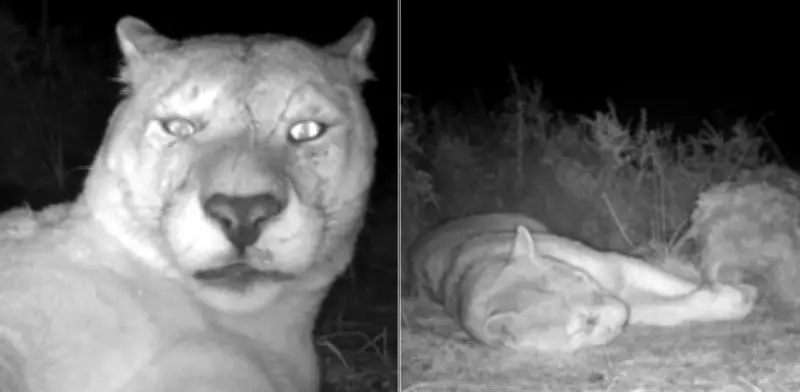 Cámara trampa capta a puma durmiendo en la Patagonia: un momento íntimo de la naturaleza