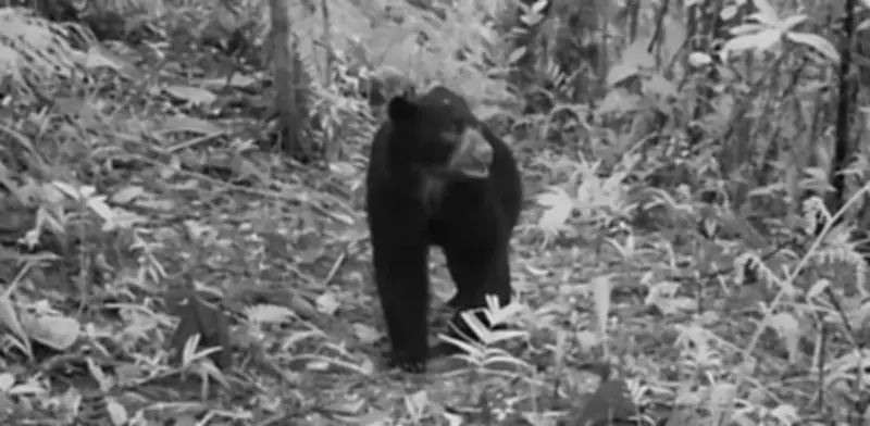 Cámaras trampa captan oso de anteojos en Cali: evidencia de conservación ambiental exitosa