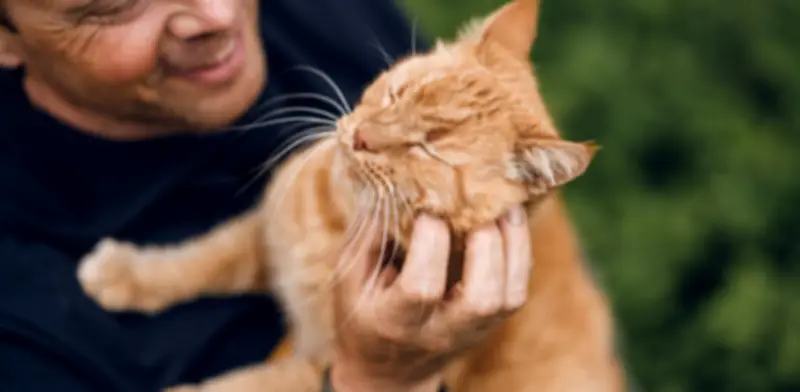 Cómo actuar cuando los gatos se pelean: claves para diferenciar juego de agresión real