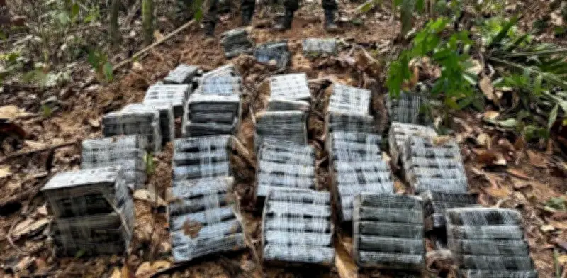 Cocaína lidera crecimiento mundial de drogas; producción colombiana impulsa expansión global