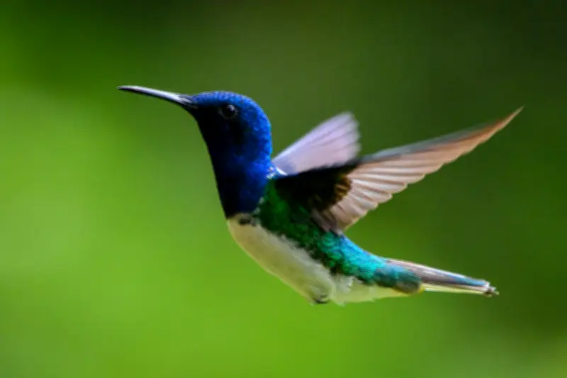 Colibríes en casa: significado espiritual, Feng Shui y su rol como indicador ambiental