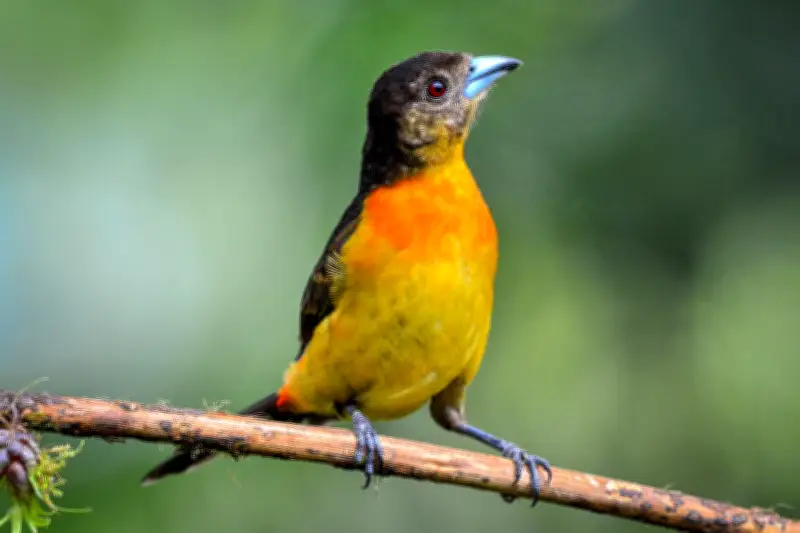 Colombia Birdfair 2026 en Cali bate récord de asistencia con más de 1.300 visitantes